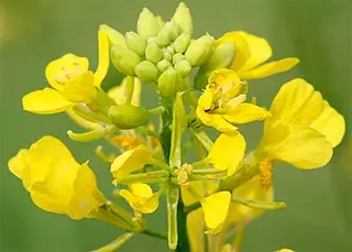 Infuciones con flores de bach