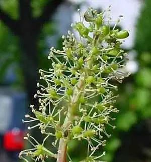 flores
