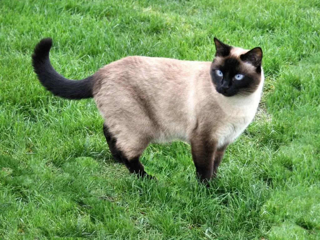 gato