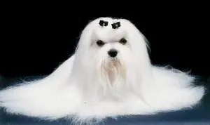 Curiosidades Caninas!