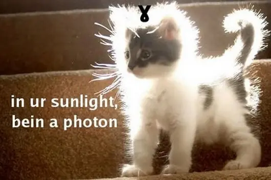 lolcats