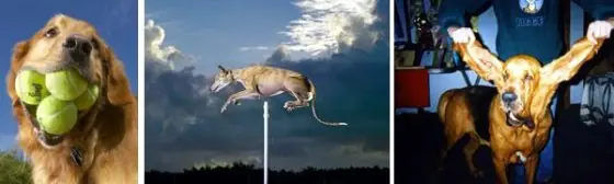 Curiosidades Caninas!