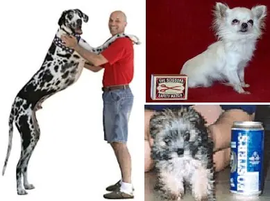 Curiosidades Caninas!