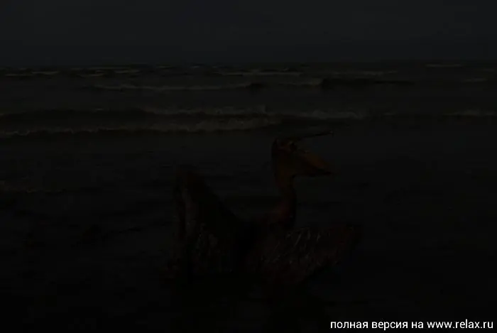 Catástrofe Ecólógica (Golfo de México)