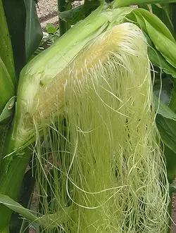 Que funcion tienen los pelos del elote??