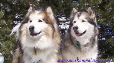 Diferencias físicas entre un lobo y un perro