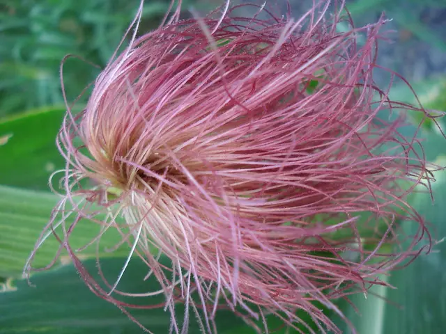 pelos