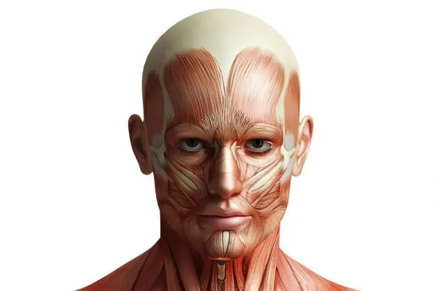 anatomia