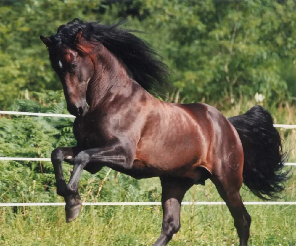 Lo penetro analmente un caballo y le desgarro el colon