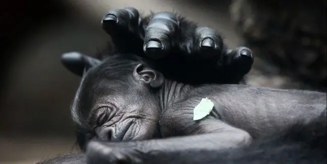 ¿Existe el instinto maternal?