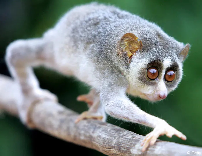 Aye-Aye
