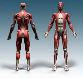 Mega-post cuerpo humano