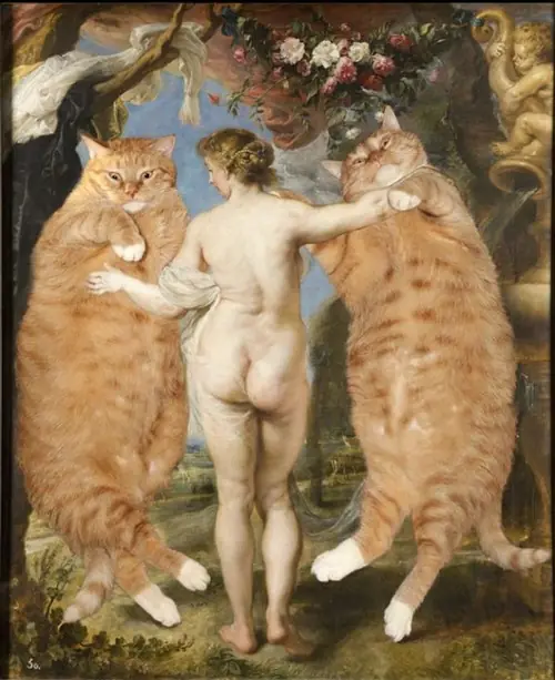 gatos