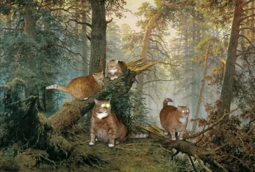 gatos