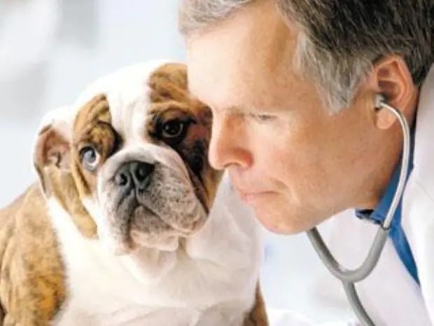 Buscan prolongar la vida de las mascotas