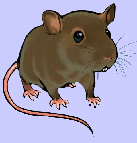 invaden ratas gigantes africanas