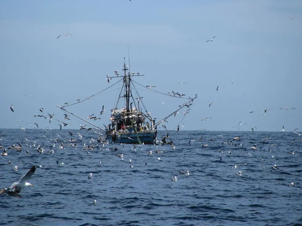 Aves marinas también hacen "fast food" de l