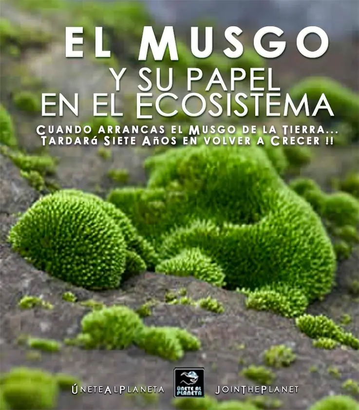 Ecología: Nacimientos navideños sin musgo