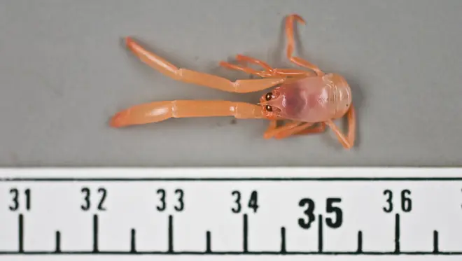 Descubierta una nueva especie de cangrejo