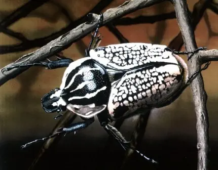 insectos