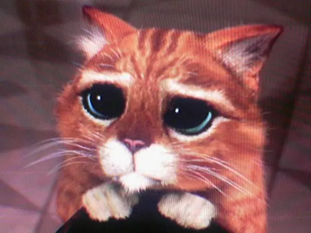 El mejor amigo del hombre El gato de Simon