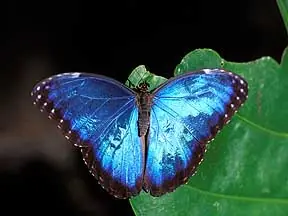escarabajos