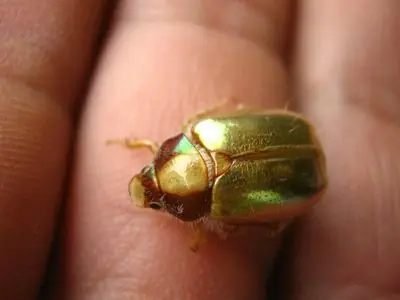 escarabajos