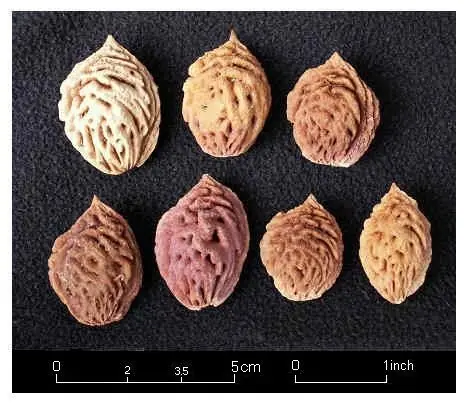 frutas