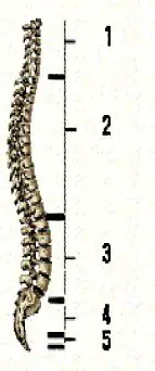 Columna