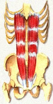 vertebral