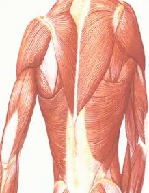 vertebras