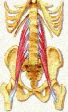 medula