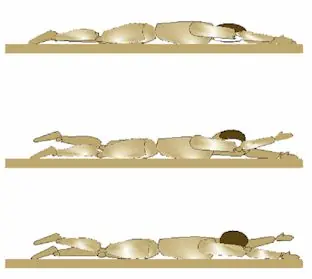 vertebras