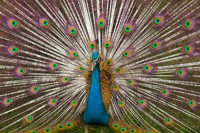 Animales