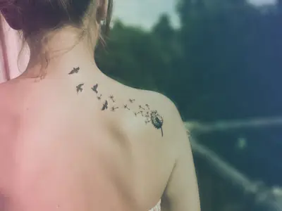 pajaros