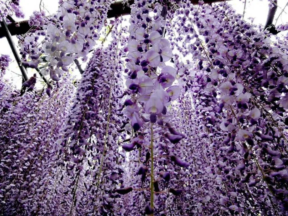 Glicina, la planta venenosa más linda de todas