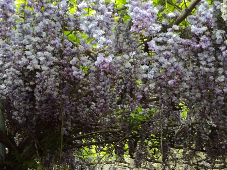 Glicina, la planta venenosa más linda de todas