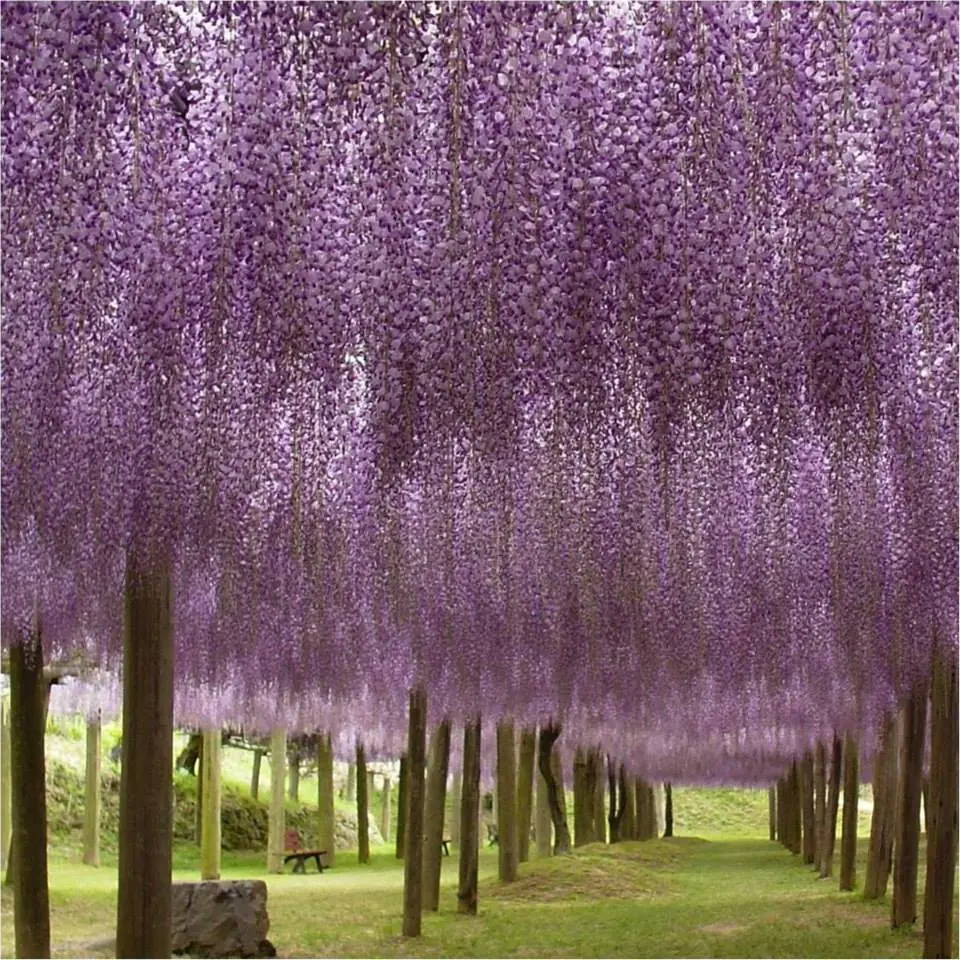 Glicina, la planta venenosa más linda de todas