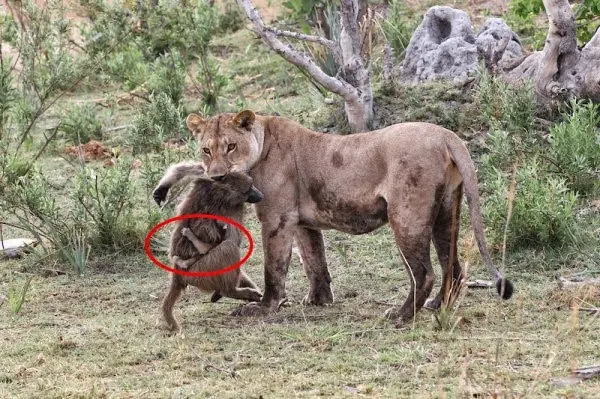Una Leona mató a un babuino, lo que hizo con el bebé es in