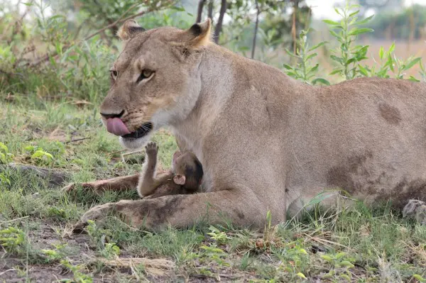 Una Leona mató a un babuino, lo que hizo con el bebé es in