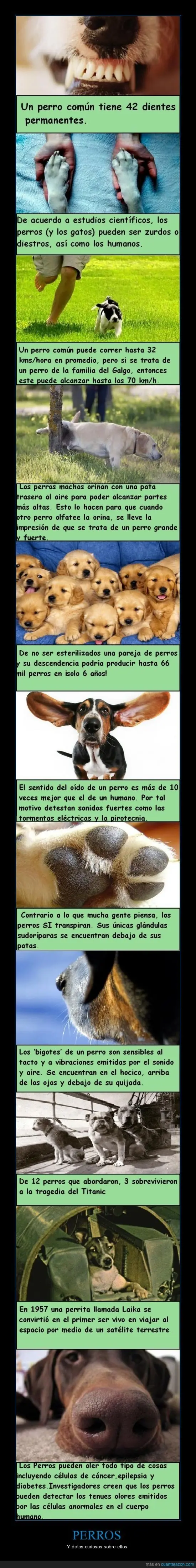 perros