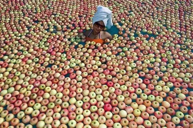 taringueros