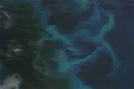 kaa 1
