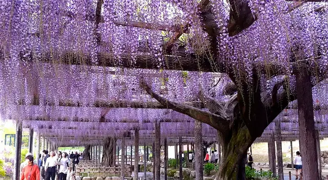 Glicina, la planta venenosa más linda de todas