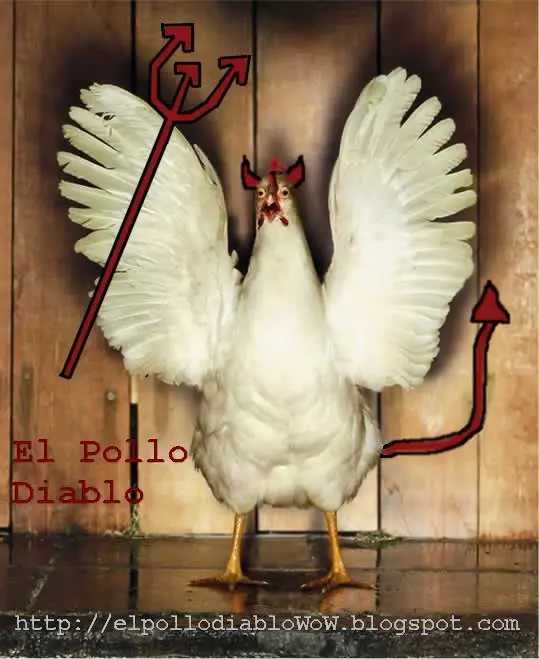 Pollo