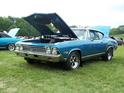 muscle