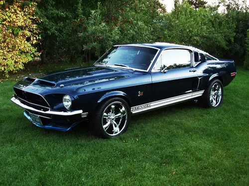 muscle