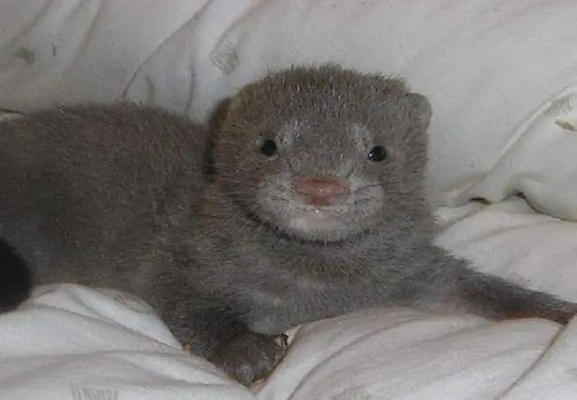 pieles