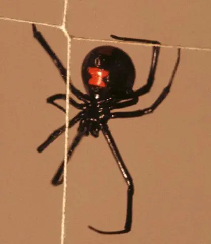 arañas