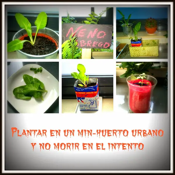 intento